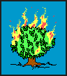 Burning bush