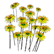 daisies