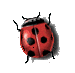Ladybug