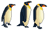 Penguins