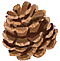 Pine cone